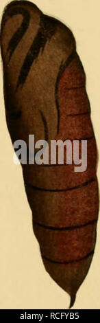 . Die schmetterlinge der Philippinischen isole. Beitrag zur indo-malayischen lepidopteren-fauna. I lepidotteri; falene. . Si prega di notare che queste immagini vengono estratte dalla pagina sottoposta a scansione di immagini che possono essere state migliorate digitalmente per la leggibilità - Colorazione e aspetto di queste illustrazioni potrebbero non perfettamente assomigliano al lavoro originale. Semper, Georg. Wiesbaden, C. W. Kreidel Foto Stock