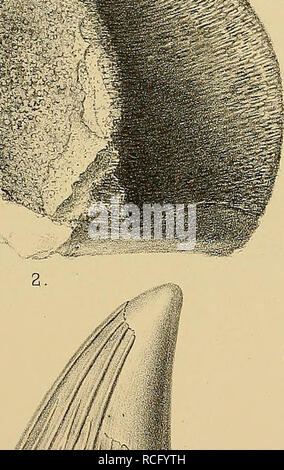 . Die Reptilien und Fische der böhmischen Kreideformation. . /^//''fiili'ven. Si prega di notare che queste immagini vengono estratte dalla pagina sottoposta a scansione di immagini che possono essere state migliorate digitalmente per la leggibilità - Colorazione e aspetto di queste illustrazioni potrebbero non perfettamente assomigliano al lavoro originale. Fric, Antonín, 1832-1913. Prag Foto Stock