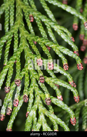 Riesen-Lebensbaum, Riesenlebensbaum, Thuja plicata, Thuja gigantea, western redcedar, Pacific redcedar,arborvitae gigante, western arborvitae, giant ced Foto Stock