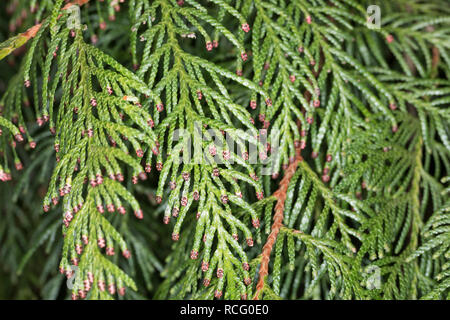 Riesen-Lebensbaum, Riesenlebensbaum, Thuja plicata, Thuja gigantea, western redcedar, Pacific redcedar,arborvitae gigante, western arborvitae, giant ced Foto Stock