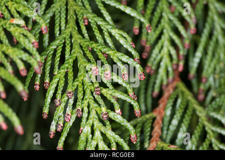 Riesen-Lebensbaum, Riesenlebensbaum, Thuja plicata, Thuja gigantea, western redcedar, Pacific redcedar,arborvitae gigante, western arborvitae, giant ced Foto Stock