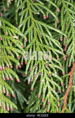 Riesen-Lebensbaum, Riesenlebensbaum, Thuja plicata, Thuja gigantea, western redcedar, Pacific redcedar,arborvitae gigante, western arborvitae, giant ced Foto Stock