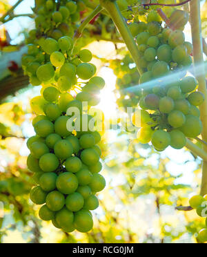 Grossi grappoli di uva verde a penzoloni che cresce su un vitigno, dietro le uve il sole splende attraverso il vitigno colata di un fascio di luce attraverso t Foto Stock