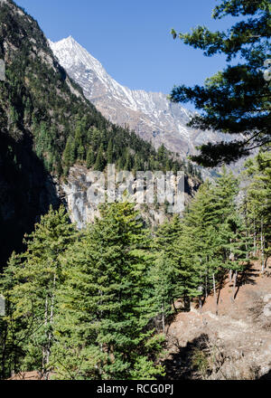 Alberi di pino foresta vicino Chame sul sentiero per tomaia Pisang, Circuito di Annapurna, Nepal Foto Stock