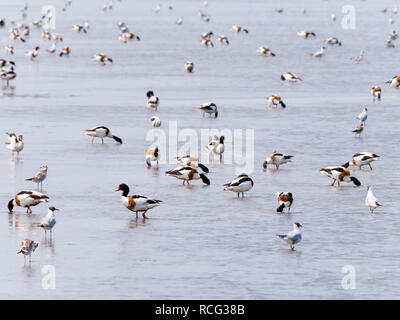 Gruppo di comuni, shelducks Tadorna tadorna, e gabbiani trampolieri e foraggio in acque poco profonde del Mare del Nord con la bassa marea, Paesi Bassi Foto Stock