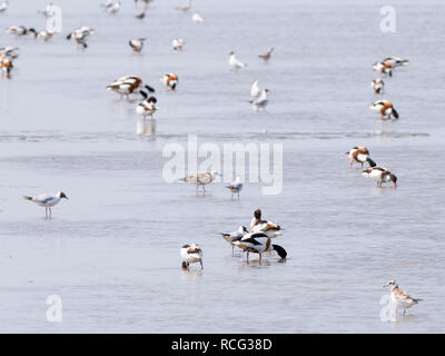 Gruppo di comuni, shelducks Tadorna tadorna, e gabbiani trampolieri e foraggio in acque poco profonde del Mare del Nord con la bassa marea, Paesi Bassi Foto Stock