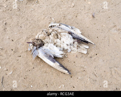 Corpo di morti a testa nera gabbiano, Chroicocephalus ridibundus, sulla sabbia della spiaggia, Paesi Bassi Foto Stock