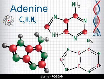 Adenina (A, Ade) - nucleobase purina, unità fondamentale del codice genetico nel DNA e RNA. Formula chimica di struttura e la molecola modello. Foglio di pa Illustrazione Vettoriale