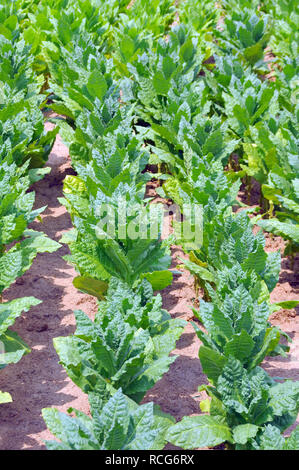 Le piante di tabacco, Tabak, dohány, Nicotiana tabacum Foto Stock
