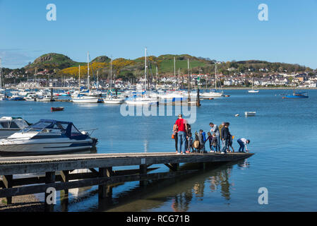 Una bella e soleggiata giornata di primavera a Conwy porto sulla costa del Galles del Nord. Famiglie pescato granchi off il molo. Foto Stock