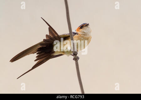 Rosso-rumped Swallow (Cecropis daurica), Adulto arroccato su un filo Foto Stock