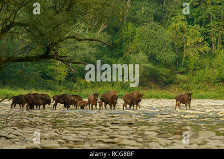 Il bisonte europeo / Wisent (Bison bonasus) nell'acqua. Fiume San. Monti Bieszczady. Polonia Foto Stock