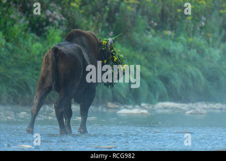 Il bisonte europeo / Wisent (Bison bonasus) nell'acqua. Fiume San. Monti Bieszczady. Polonia Foto Stock