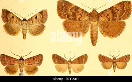 . Die Schmetterlinge Europas. I lepidotteri; bruchi. . Si prega di notare che queste immagini vengono estratte dalla pagina sottoposta a scansione di immagini che possono essere state migliorate digitalmente per la leggibilità - Colorazione e aspetto di queste illustrazioni potrebbero non perfettamente assomigliano al lavoro originale. Hofmann, Ernst, 1837-1892; Spuler, Arnold, 1869-. Stoccarda, E. Schweizerbart Foto Stock