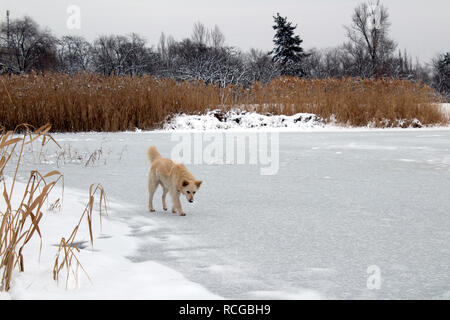 Un grosso cane senza dimora si erge sul ghiaccio di un inverno lago ghiacciato Foto Stock