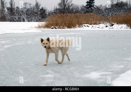 Un grosso cane senza dimora si erge sul ghiaccio di un inverno lago ghiacciato Foto Stock