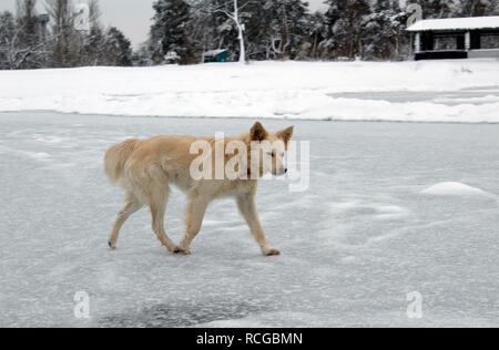 Un grosso cane senza dimora si erge sul ghiaccio di un inverno lago ghiacciato Foto Stock