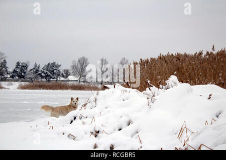 Un grosso cane senza dimora si erge sul ghiaccio di un inverno lago ghiacciato Foto Stock