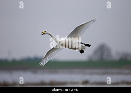 Whooper Swan (Cygnus cygnus) Foto Stock