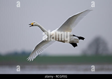 Whooper Swan (Cygnus cygnus) Foto Stock