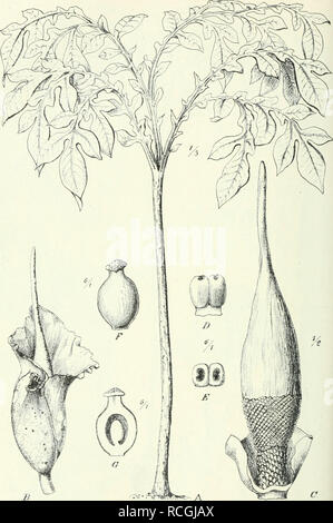 . Die Pflanzenwelt Afrikas, insbesondere circuizione tropischen Gebiete : Grundzge der Pflanzenverbreitung im Afrika und die Charakterpflanzen Afrikas. La botanica. "246 Spathiflorae. - Araceae.. Fig. 164. Hydrosme maxima Engl. (Mombasa'. Un nicht blühende Pflanze, '/s °- gr.; ^Späths und Inflorescenz, V5 n. Gr.; C Inflorescenz für sich, 7. n. Gr.; D Staubblatt; E dasselbe vo^ oben; F Pistill; G dasselbe Längsschnitt im. - L'originale. Si prega di notare che queste immagini vengono estratte dalla pagina sottoposta a scansione di immagini che possono essere state migliorate digitalmente per la leggibilità - Colorazione e aspetto di questi illustrazione Foto Stock