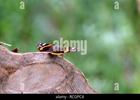 Vanessa Atalanta. Red Admiral Butterfly è seduta sul tronco al di sopra di sfocatura dello sfondo verde sul giorno di estate closeup Foto Stock