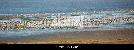 I Paesi Bassi, Vlieland, il Wadden Sea, Sito Patrimonio Mondiale dell'Unesco. La bassa marea. Gli uccelli di appoggio e di avanzamento. Foto Stock