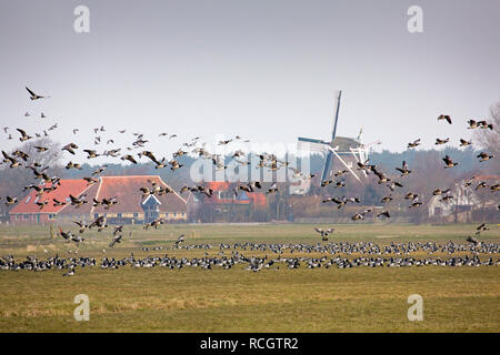 Oche facciabianca (Branta leucopsis) battenti. Formerum, Terschelling Island. Il Wadden Sea. I Paesi Bassi. Foto Stock