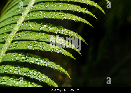 Gocce d'acqua sul verde foglie di felce. Rugiada di mattina su rami di impianto. Umidità o pioggia sugli alberi. Giardino dopo l'innaffiamento. Foto Stock
