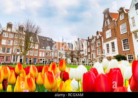 Begijnhof cortile con storiche case Holland panorama con i tulipani di Amsterdam, Paesi Bassi Foto Stock