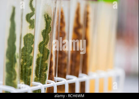 Trichoderma cultura dello stampo in inclinazione tubo. Sullo sfondo sfocato tubi. Foto Stock