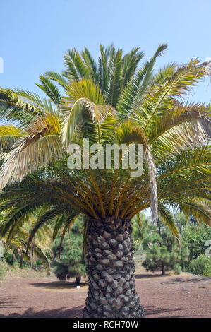 Isola Canarie data palm, ananas palm, Kanarische Dattelpalme, kanári datolyapálma, Phoenix canariensis Foto Stock