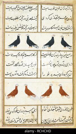 Due righe di piccioni colorati con teste di bianco e in parte coda bianca piume; gli uccelli del registro superiore sono blu scuro mentre quelle del registro inferiore sono di colore marrone. Kabutar-nama. India, 1788. Fonte: i.o. ISLAMIC 4811, f.8. V.o. persiano. Foto Stock