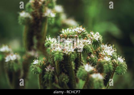 Phacelia tanacetifolia è un'erba annuale noto anche come lacy phacelia, tansy blu o porpora tansy. Messa a fuoco selettiva con molto leggera profondità di campo a. Foto Stock