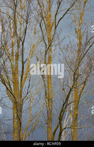 Alti e stretti con alberi di foglie e corteccia giallo brillante con il grigio cielo molto nuvoloso in background sul giorno di tempesta. Foto Stock