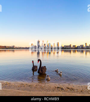 Perth, Western Australia. Due cigni neri - Cygnus atratus - e i loro cygnets sulle rive del fiume Swan a sud di Perth Foto Stock