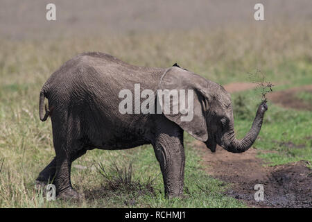 Elephant giocando con il fango Foto Stock