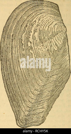 . Die Mollusken-Fauna Mitteleuropa. Molluschi. 716 Fig. 485.. Un. idrina v. debettana Mart. Verbreitung: im Lago di Loppio, im Montiklerund Kälterer vedere und im Val di Ledro. Bemerkung. Kobelt äussert sich über die Muschel wie folgt: Diese forma aus dem Lago di Loppio liefert gleich wieder einen Beweis für das, è stato wir oben gesagt haben, sie stimmt in der forma ganz mit kleinen Exemplaren der Un. cellensis überein, die Abstülpung am Vorderrand nahezu ist aufgehoben; die Wirbel liegen zurück weiter, der Oberrand steigt nicht un, dafür krümmt sich der Unterrand mehr nach oben, così dass der Schnabel Foto Stock