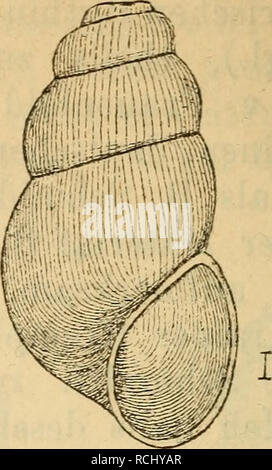 . Die Mollusken-Fauna Mitteleuropa. Molluschi. 650 Fig. 437.. Byth. abbreviata. Gehäuse: klein, deutlich geritzt, eiförmig - walzigr dünnschalig, veloce durchsichtig, farblos, glasglänzend, veloce glatt, nur sehr feine dichtstehende Zuwachsstreifen; uhm- gänge 5, langsam und regelmässig zunehmend, gewölbt, durch eine vertiefte massig Naht getrennt, der letzte wenig höher als der vorletzte; Mündung eiförmig-rundlich, nach oben gewinkelt, 1|3 der ganzen Gehäuselänge einnehmend; Mundsaum gerade, scharf, zusammenhängend; Spindelrand schwach umgeschlagen und nur oben eine kurze Strecke un- geheftet. Lg Foto Stock