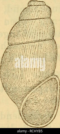 . Die Mollusken-Fauna Mitteleuropa. Molluschi. 645 6. Bythinella hungarica Hazay. Bythinella hungarica Hazay Moll. La Fauna Budapest p. 93 t. 14 f. 1. Anatomie: Hazay 1. c. p. 94 (Radula). La loro: länglich-schildförmig, inferno bläulichgrau, Stark durchscheinend, Rüssel lang, nach vorne rundlich verbreitert; Fühler lang, borstenförmig; die Augen liegen an der äus- seren Seite der base auf einer weissen Wulst. Beim Krie- chen ist dasselbe 2 mm. lang und 1 mm. breit. Fig. 434.. Byth. hungarica. Gehäuse: cylindrisch, schlank, oben stumpf abge- stutzt, fein gestreift, durchscheinend, gelblichweiss, Abe Foto Stock