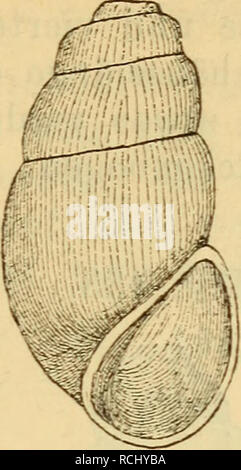 . Die Mollusken-Fauna Mitteleuropa. Molluschi. 643 Fig. 432.. Byth. cylindrica. Gehäuse: klein, sehr fein geritzt, cylindrisch, abge- stutzt, festschalig, durchscheinend, von glasheller, grünlicher oder weisslicher Farbe; aus 4-5 langsam und ziemlich re- gelmässig zunehmenden, wenig gewölbten Umgängen essere- stehend, durch die eine vertiefte massig Naht getrennt wer- den; der letzte nimmt nur 1/3 der ganzen Schalenlänge ein; Mündung eiförmig, wenig nach rechts gezogen; Mundsaum scharf, zusammenhängend, nicht erweitert; Spindelrand noi- nig angedrückt; Deckel dünn, durchscheinend. Lge. 2-2,8 mm., Foto Stock