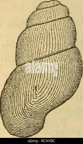 . Die Mollusken-Fauna Mitteleuropa. Molluschi. Byth. austriaca. Wohnort: in Quellen. Verbreitung: Im Erzherzogthum Oesterreich (Dorn- bach bei Wien, Kremsmünster ecc.), Steiermark, Krain, Ungarn, Galizien (auch in Mähren und Kärnthen, nel Nord- tirol bei Brixlegg). 1. Var. SOlidula Brancsik. Bythinella solidula Branc. Il Nachr. Blatt 1889 p. 39. Gehäuse: kleiner, kurz-eiförmig, abgestutzt, festscha- lig, undurchsichtig, grünlich; Umgänge 4, rasch zunehmend,. Si prega di notare che queste immagini vengono estratte dalla pagina sottoposta a scansione di immagini che possono essere state migliorate digitalmente per la leggibilità - la colorazione di un Foto Stock