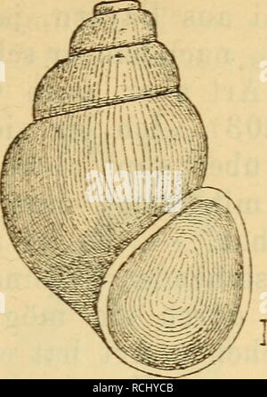 . Die Mollusken-Fauna Mitteleuropa. Molluschi. 637 loro: nicht beschrieben. Fig. 429.. Byth. Schmidtii. Gehäuse: geritzt, eiförmig - walzig, durchscheinend, festschalig, sehr wenig glänzend, sehr fein gestreift, von hellgrüner oder glashell-weisslicher Farbe; Gewinde stumpf, aus 4-4*|2 ziemlich gewölbten Umgängen bestehend, durch die eine tiefe Naht getrennt sind und anfangs langsam zu- nehmen, der letzte und vorletzte beträchtlich breiter und höher als die ersten Windungen, der letzte macht jedoch gut */3 des ganzen Gehäuses aus; Mündung weit, rundlich- eiförmig, etwas nach rechts gezogen; Foto Stock