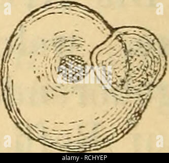 . Die Mollusken-Fauna Mitteleuropa. Molluschi. . Si prega di notare che queste immagini vengono estratte dalla pagina sottoposta a scansione di immagini che possono essere state migliorate digitalmente per la leggibilità - Colorazione e aspetto di queste illustrazioni potrebbero non perfettamente assomigliano al lavoro originale. Clessin, Stephan, 1833-1911. Nürnberg : Bauer &AMP; Raspe Foto Stock