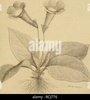 . Die NatÃ¼rlichen Pflanzenfamilien : nebst ihren Gattungen und wichtigeren Arten, insbesondere den Nutzpflanzen. Piante; piante, utile. Gesneriaceae. (Fritsch.) 147 sez. II. Uonophylloides CInrke. Kleine Arte Mit einem einzigen, wahrsclieinlich aus einem Kntyledo lierangcwachsenen Lauhl). Il beato klein, in der Ulaltaclisel gebÃ¼schelt. Kapsel bis zur base Sklappig. Â li. py^inaca (Clarke, Ã¼. Ktze. im centralen Ostindien. Sez. III. Uidymanthus Clarke. Kelch bis zur base Ã¶teilig. BlÃ¼TenstÃ¤nde locker^ die BlÃ¼ti'ustiele meist paarweise tienÃ¼hert. Kapsel 2klappig, n^anclimal auf einer Seite Foto Stock