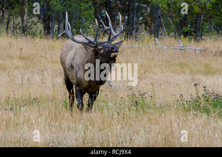 Bull Elk (Wapiti) nel Parco Nazionale di Yellowstone, Wyoming negli Stati Uniti Foto Stock