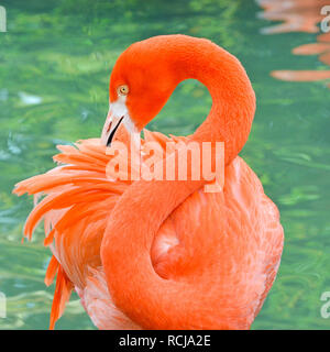 Ritratto di un luminoso color corallo Flamingo toelettatura piume Foto Stock