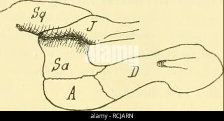 . Die Morphologie der Hüftbeinrudimente der Cetaceen. Cetacei: cetacei; ossa pelviche. O. Abele. [190] cade in sehr früher Zeit getrennt und stellen selbständige Zweige dar. Wie die Spezialisationskreuzungen beider Gruppen beweisen; die Balaenopteriden sind primitiv im Baue der Wirbelsäule und spezialisiert im Baue der Extremitäten, wahrend sich zum Beispiel der Grönlandswal in diesen Merkmalen gerade umgekehrt verhält. 86 J. Struthcrs. Journ. di Anat. e Physiol., XV, 1881. 8? - Journ. di Anat. e Physiol., XXVII. 1S93. 88   , , , , XV, 1881, p. 305. 83 D. F. Eschricht e J. Reinhardt. Ray Foto Stock