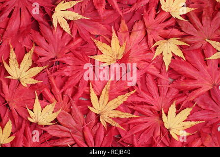 Acer palmatum. Il fogliame di autunno di Acer. Nella foto: rosso 'Osakazuki', 'Matsukaze', ''Trompenburg' e 'giallo angola kaku' Foto Stock