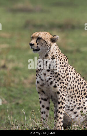 Ghepardo femmina il ritratto a Masai Mara riserva nazionale Foto Stock